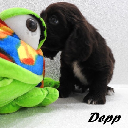 puppy, for, sale, Cocker Spaniel, Joe & Cherri  Overlease, dog, breeder, Miller, MO, dog-breeder, puppy-for-sale, forsale, nearby, find, puppyfind, locator, puppylocator, aca